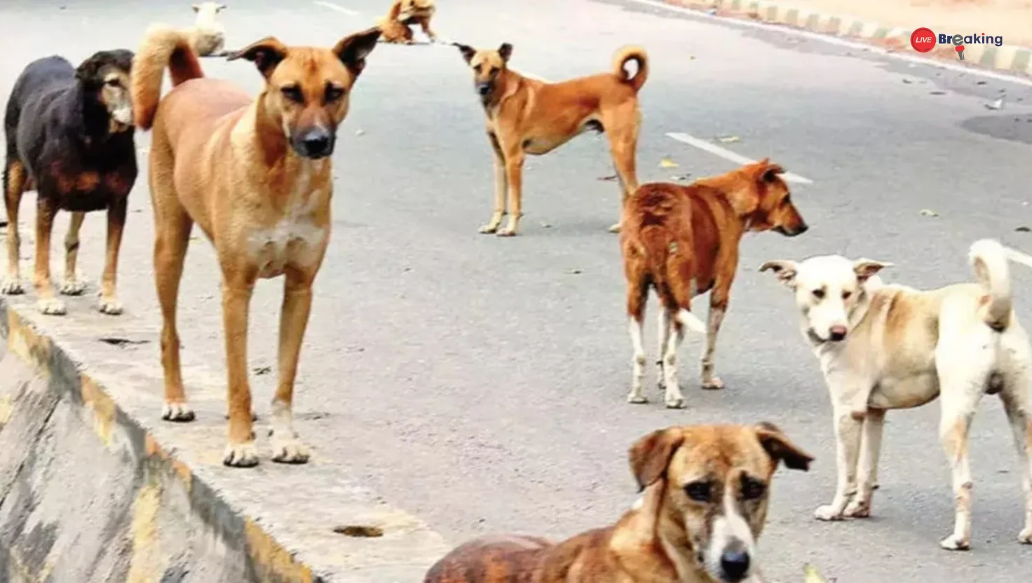 Dogs Killed