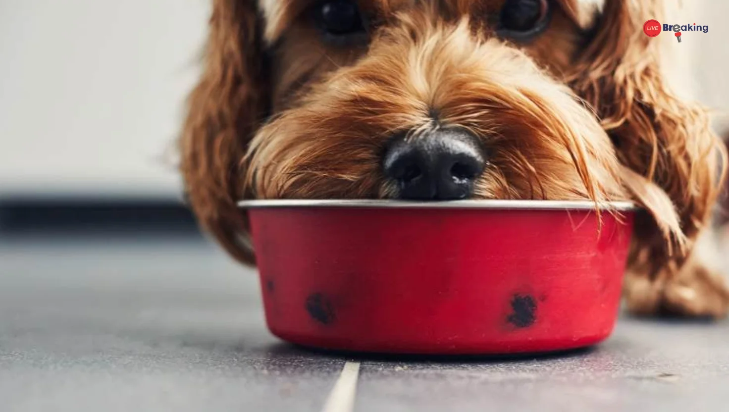 Give Your Dog a Longer, Happier Life